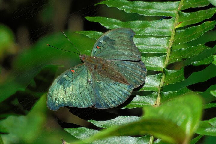 Butterfly and Dragonfly watching tours in Sinharaja Rainforest